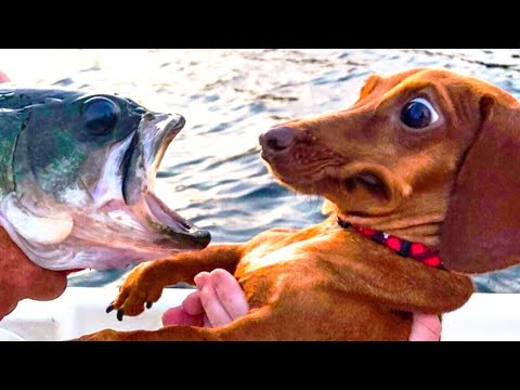 🤣 Funniest 🐶 Dogs and 😻 Cats - Awesome Funny Pet Animals Videos 😇