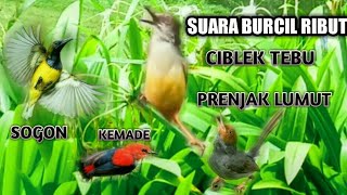 Download lagu SUARA PIKAT BURUNG KECIL KOMBINASI CIBLEK TEBU SOGON PRENJAK KEMADE mp3 Download lagu SUARA PIKAT BURUNG KECIL KOMBINASI CIBLEK TEBU SOGON PRENJAK KEMADE mp3