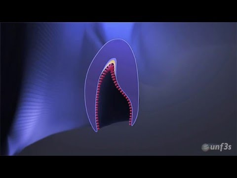 Tooth development - Crown formation