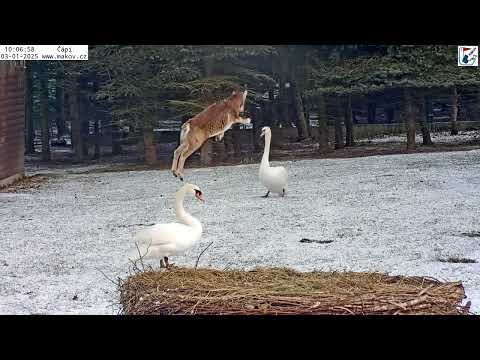 Radostná Mufinka skáče do výšky u jezírka i na paloučku, až labutě zírají
