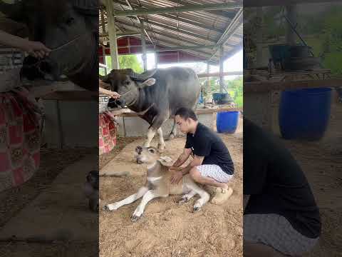 น้องอินฟลฟูมีอาการชักเกร็งสัตวแพทย์ได้เข้ามารักษาสาเหตุเกิดจากการขาดแมกนีเซียมน้ำนมแม่ไม่เพียงพอ