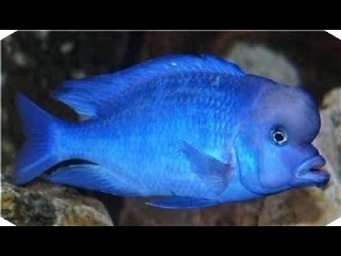 Watch Video on YouTube