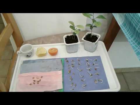 download lagu mp3 mp4 How To Plant Lemon Seeds In A Mug, download lagu How To Plant Lemon Seeds In A Mug gratis, unduh video klip How To Plant Lemon Seeds In A Mug