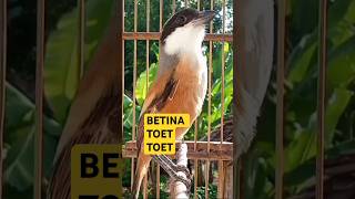 Download lagu CENDET TOET TOET mp3