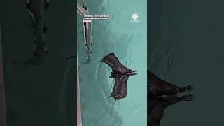 that swims over to rescuer after getting stuck in the water