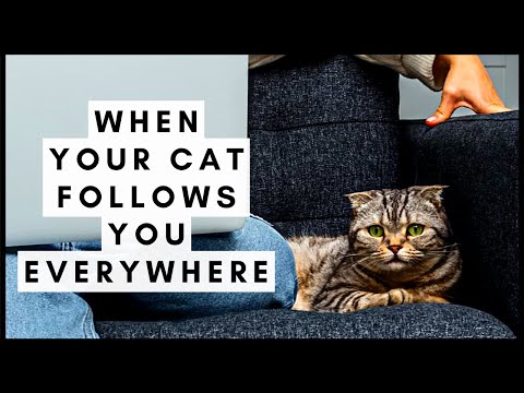 Why Does My Cat Follow Me Everywhere?