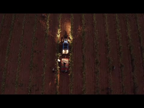 Trailer vendanges : Château de Jasson