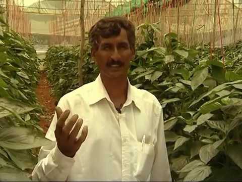 Green house capsicum Kannada Part 3 