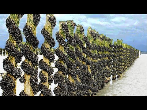 Billions of Mussels Raised By This Modern Technique - Mussel Farming Process and Harvesting 2023