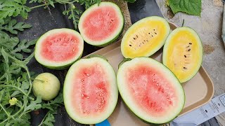 수박 잘 익은것 따는 방법과 가꾸는 방법