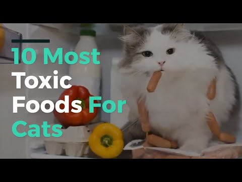 10 Most Toxic Foods For Cats