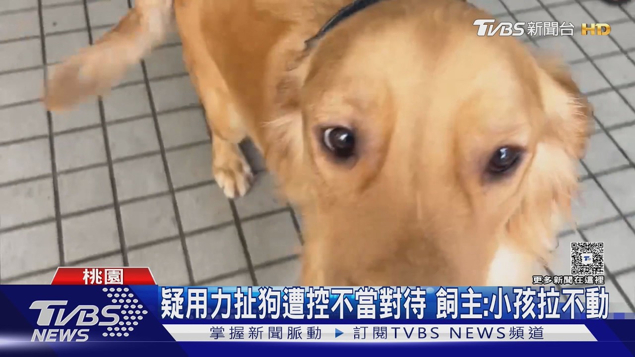 中壢機車行涉虐狗出腳猛踹 飼主喊冤:一年前小孩不懂事