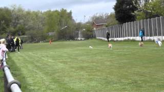 Wallsend raceday May 2015  No1