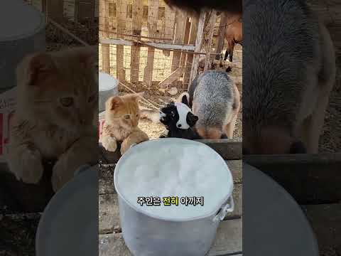 주인이 고양이에게 염소젖을 한 모금 준 이후로, 고양이는 염소젖을 마시는 습관을 버리지 못하고 계속 마시게 되었습니다.