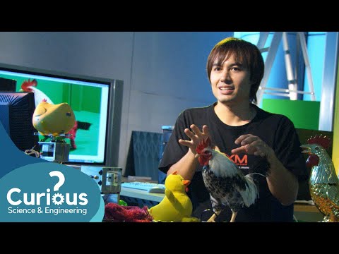 Does Touching Chickens Make Them Grow Faster? | ExperiMental | Curious?: Science and Engineering