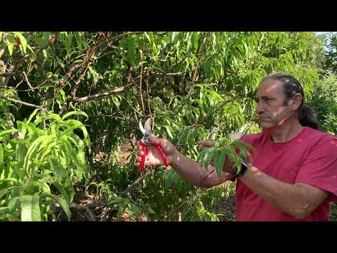 Summer Pruning for Fruit Trees
