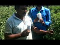 AWPL PGPR इको हरियाली भूबिटा एग्रो 90 का कमाल