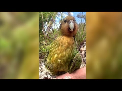 Babyboom bei den Kakopos - den dicksten Papageien der Welt