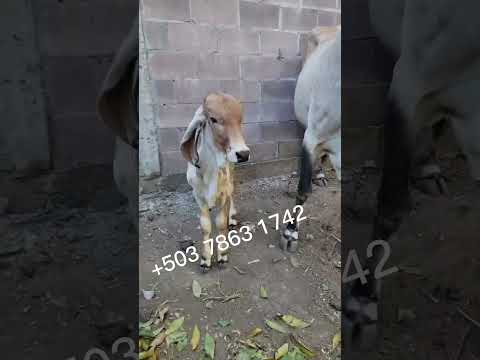 disponible en San Rafael Oriente, San Miguel