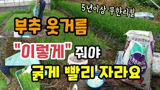 비빌에 심은 부추 부추 웃거름 이렇게 줘야 굵게 빨리 자라고 무한리필 가능 부추추비 부추재배방법 부추수확시기