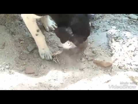 When I gave this papi bread to eat then see what she is doing.