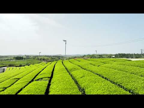 【ドローン空撮】藤河内茶園 2024