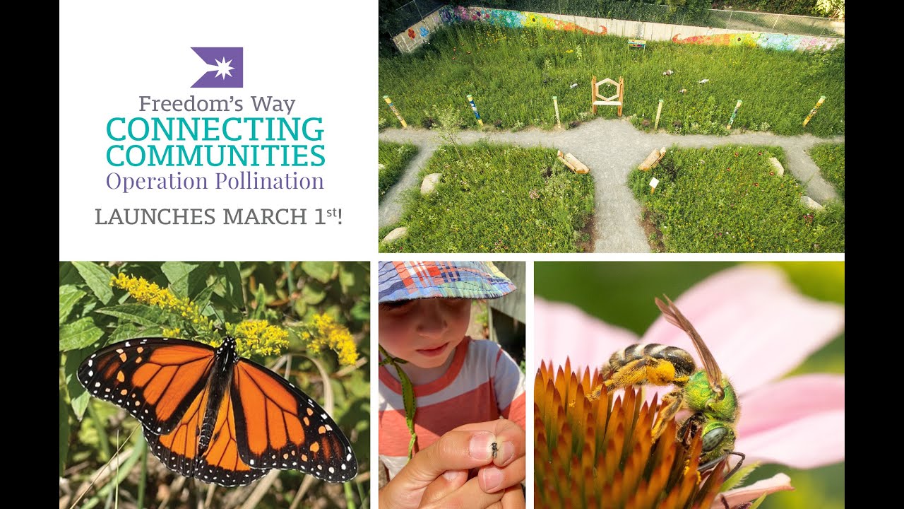 More Than Just The Buzz: A Practical Guide to Restoring Native Plant-Pollinator Systems