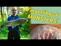 Restocking My Trout Pond With 400 Fingerlings Setup The Fun And The Mishaps Of The Past Years
