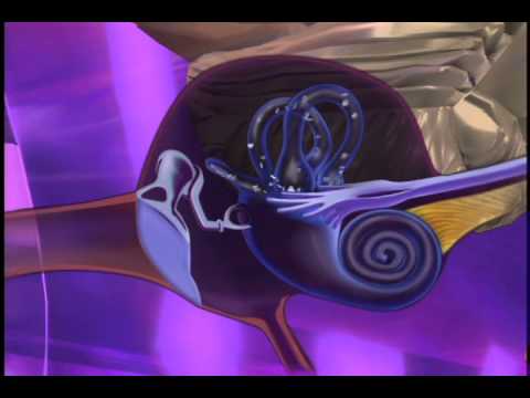 Dateline NBC - Inner Ear