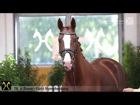 Verden Stallion Licensing 2020 - No. 78 Stallion by Zoom - Fürst Nymphenburg - Wolkentanz