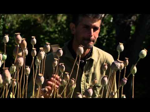 Le Semeur de Julie Perron