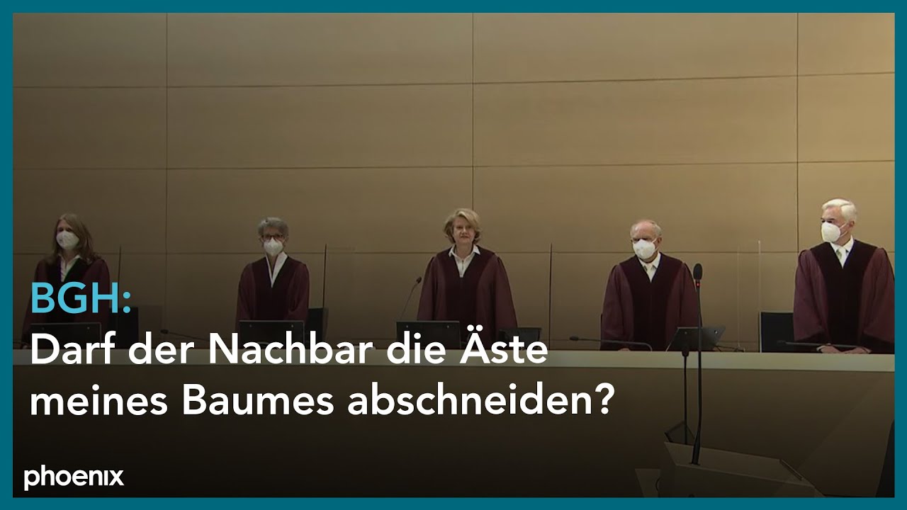 Jetzt Baum Vom Nachbarn Schneiden ansehen Baum Vom Nachbarn Schneiden