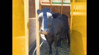 Norma Jean staying shady.