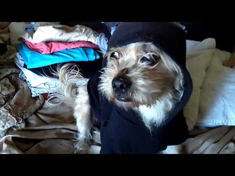 Trayvon Martin Murder 911 Call:Dog HD