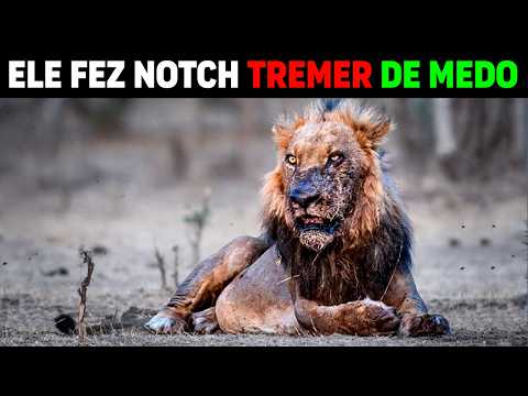 Lion - FANG the MOST DANGEROUS Lion who DEFEATED Notch THE BIGGEST LION IN THE HISTORY OF LIONS