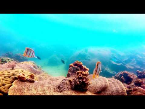 Snorkeling on Samui Coral Cove Beach (Freediving)