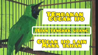 Download lagu Cucak Ijo Gacor Nembak Kasar, Isian Tengkek Udang, Pancingan Cucak Ijo Gacor Bongkar Isian mp3