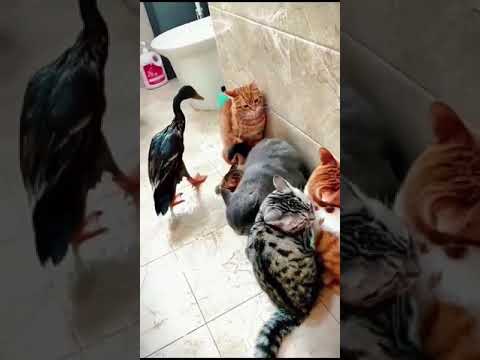 Funny🤣 cats🐱🐈 and duck🦆 #funny #comedy #meme #cats #duck #shorts