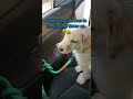 puppy gets motion sickness! #goldenretriever #puppy #dog