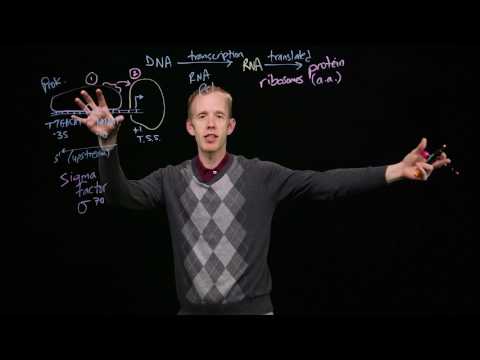 Transcription Initiation