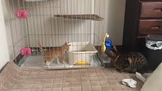 #先住猫 #ベンガル #保護猫 #二ヶ月 四日目 まだ少しビビりな先住猫‪w