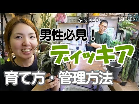ドワーフローズ「ドワーフキング78」 植物