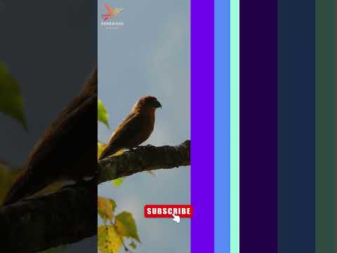 The Common Crossbill and its call #birds #trending #Crossbill #birdsounds #naturephotography #bird