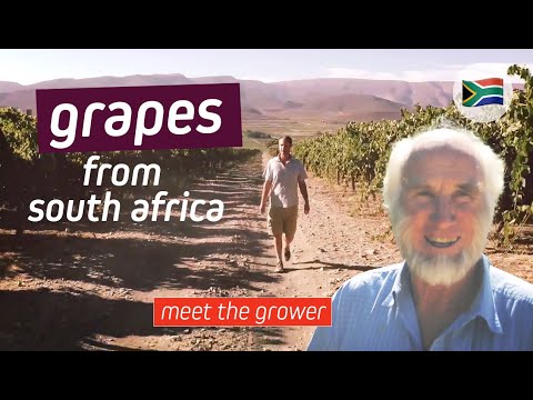 Meet The Grower in South Africa | EXSA Europe