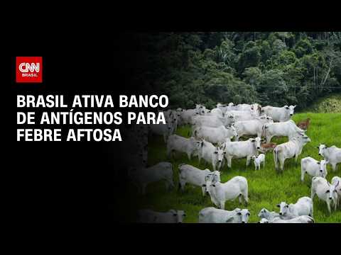 Febre aftosa: Brasil ativa banco de antígenos na Argentina; entenda | CNN PRIME TIME