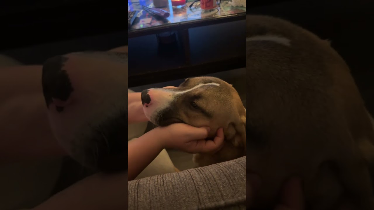 Enlarge Elvis, a Adoptable mixed breed in Pacifica, CA video 5/6