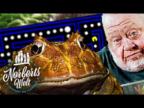 PAC-MAN FROSCH oder SCHMUCKHORNFROSCH | Computerspiel oder Tier? NORBERTS WELT | Zoo Zajac