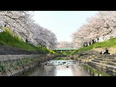 Cherry Blossoms of along the Saho River in Nara  ～佐保川の桜～