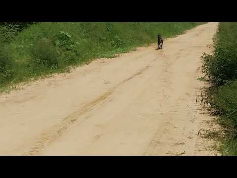 Well Trained Presa Canario's! Drogo & Daenerys