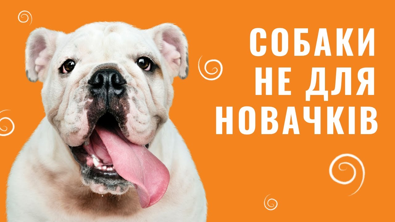 YouTube video preview